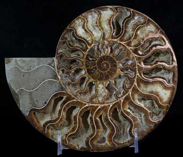 Cut Ammonite Fossil (Half) - Beautifully Agatized #58279